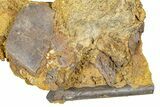Hadrosaur Ossified Tendon & Turtle Shell in Sandstone - Wyoming #370639-1